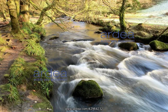 : The Golitha Falls : The Golitha Falls