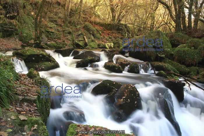: Golitha Falls : Golitha Falls