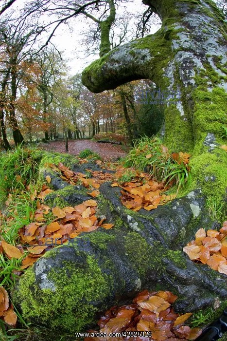 : Golitha Falls - Autumn : Golitha Falls - Autumn