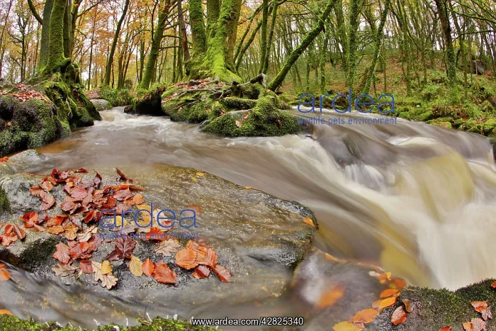 : Golitha Falls - Autumn : Golitha Falls - Autumn