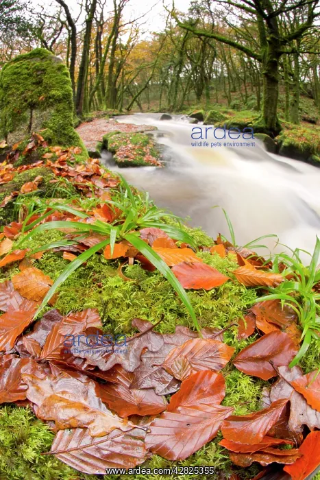 : Golitha Falls - Autumn : Golitha Falls - Autumn