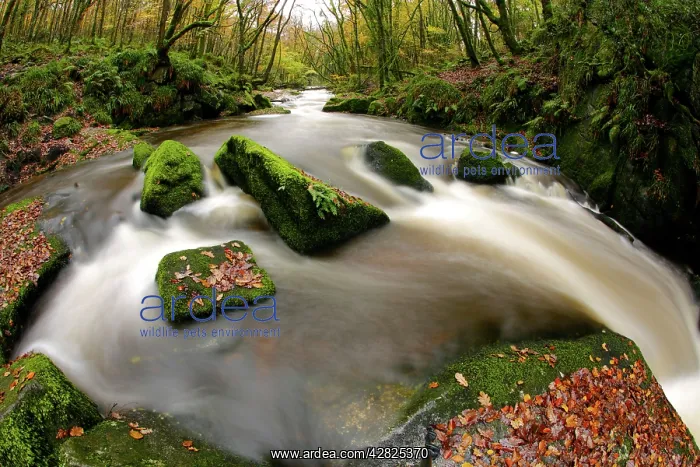 : Golitha Falls - Autumn : Golitha Falls - Autumn