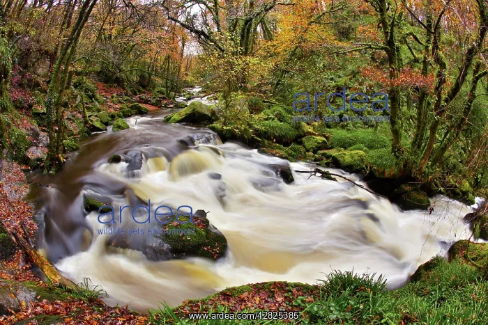 : Golitha Falls - Autumn : Golitha Falls - Autumn
