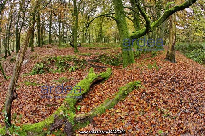 : Golitha Falls - Autumn : Golitha Falls - Autumn