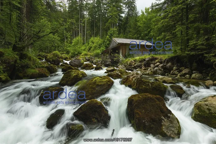 : Golling watermill. Traditional mill in an alpine landscape : Golling watermill. Traditional mill in an alpine landscape