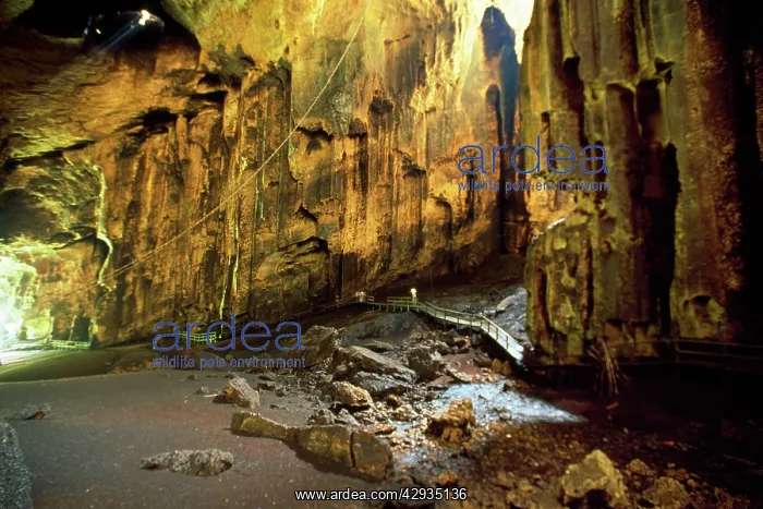 : GOMANTONG Caves - Home to swiftlets and bat species : GOMANTONG Caves - Home to swiftlets and bat species
