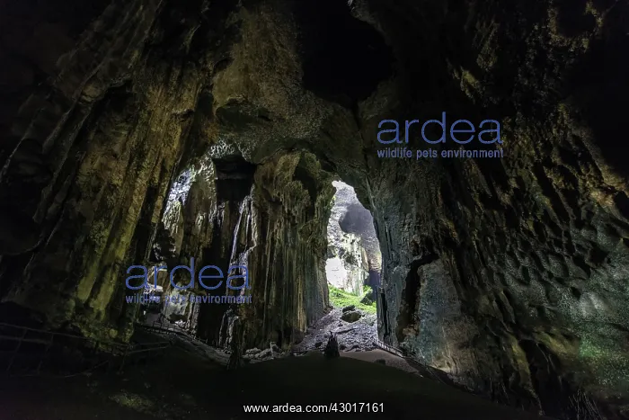  : Gomantong Caves interior