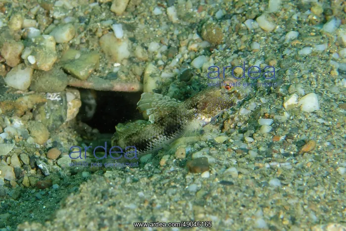 : Gomez Shrimpgoiby by hole : Gomez Shrimpgoiby by hole