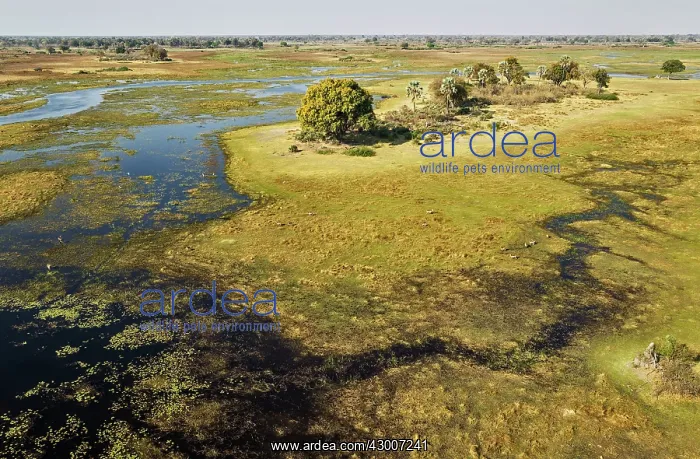 : The Gomoti River with its adjoining freshwater marshland : The Gomoti River with its adjoining freshwater marshland