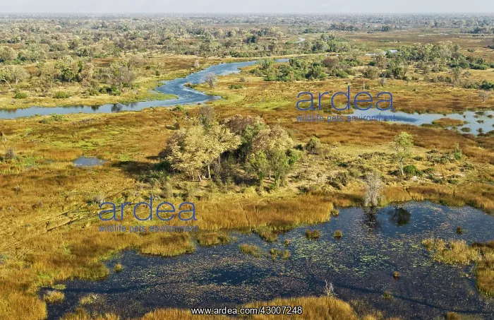: The Gomoti River with its adjoining freshwater marshland : The Gomoti River with its adjoining freshwater marshland