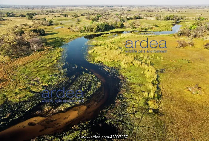 : The Gomoti River with its adjoining freshwater marshland : The Gomoti River with its adjoining freshwater marshland