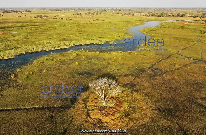 : The Gomoti River with its adjoining freshwater marshland : The Gomoti River with its adjoining freshwater marshland