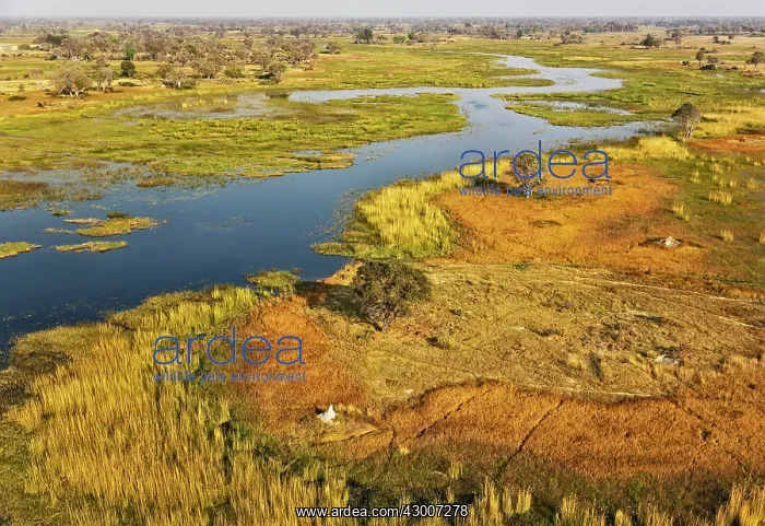 : The Gomoti River with its adjoining freshwater marshland : The Gomoti River with its adjoining freshwater marshland