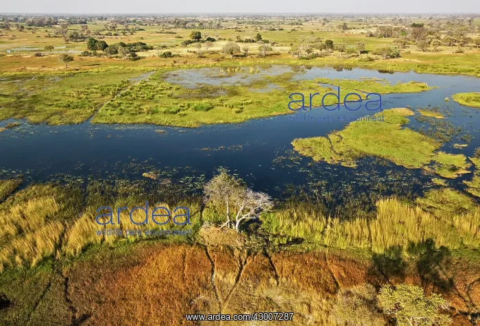 : The Gomoti River with its adjoining freshwater marshland : The Gomoti River with its adjoining freshwater marshland