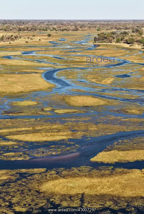 : The Gomoti River with its channels, islands and : The Gomoti River with its channels, islands and