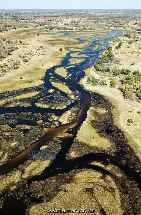 : The Gomoti River with its channels, islands, sandbanks : The Gomoti River with its channels, islands, sandbanks
