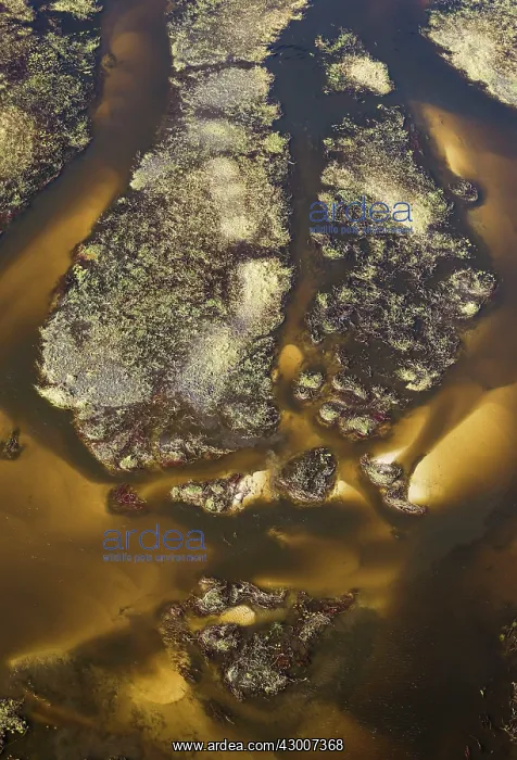 : The Gomoti River with its labyrinthine channels : The Gomoti River with its labyrinthine channels