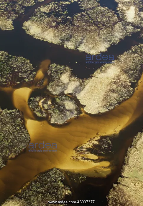 : The Gomoti River with its labyrinthine channels : The Gomoti River with its labyrinthine channels