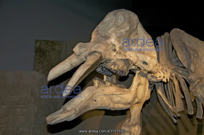 : Gomphotherium : Gomphotherium