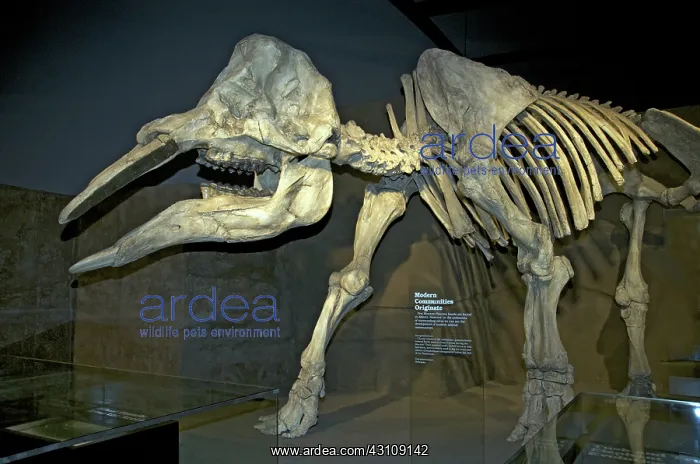 : Gomphotherium : Gomphotherium