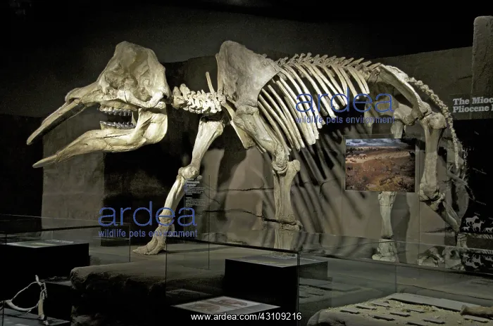  : Gomphotherium