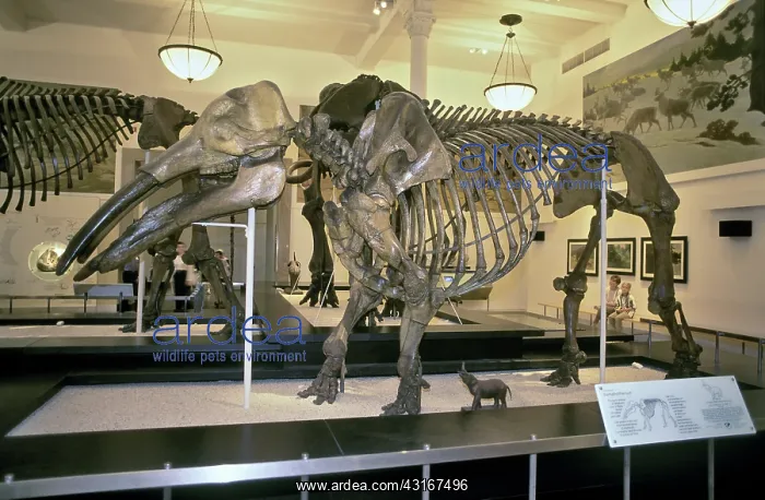 : Gomphotherium Skeleton : Gomphotherium Skeleton