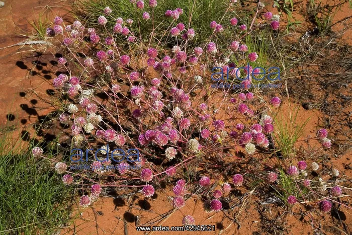  : Gomphrena (Gomphrena flaccida). On the track to Manning Gorge Falls