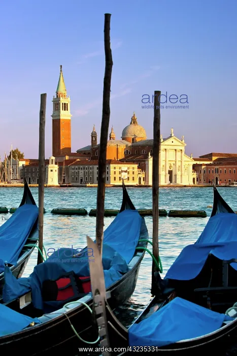: Gondolas moored across the canal from San : Gondolas moored across the canal from San