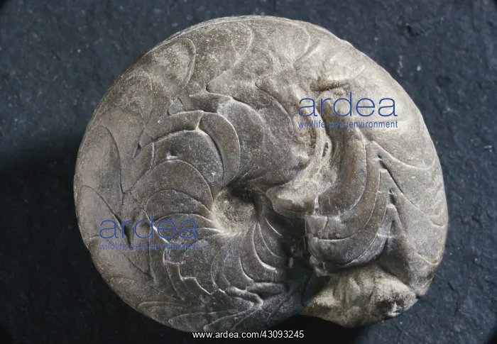 : Goniatite Fossil : Goniatite Fossil