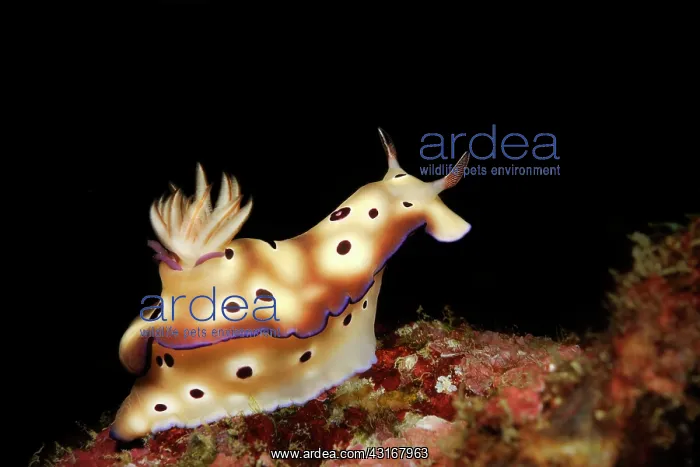 : Goniobranchus leopardus sitting on a rock : Goniobranchus leopardus sitting on a rock