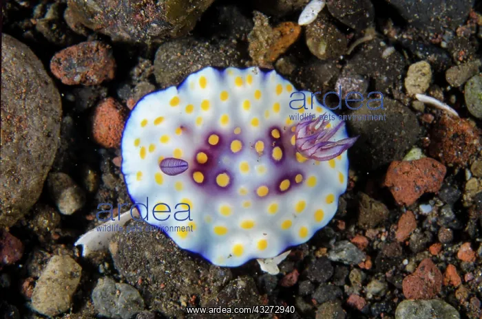 : Goniobranchus Nudibranch - with missing rhinophore - Kubu, T : Goniobranchus Nudibranch - with missing rhinophore - Kubu, T