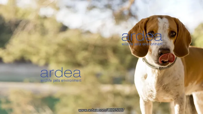 : good boy dog blurred nature background : good boy dog blurred nature background