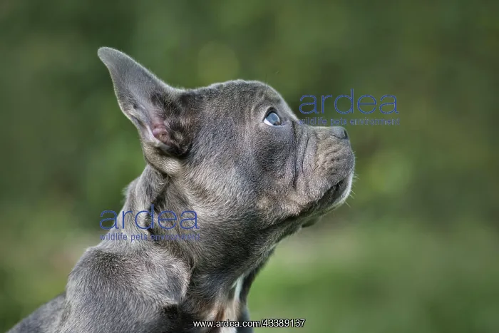 : Good example of healthy brachycephalic French Bulldog : Good example of healthy brachycephalic French Bulldog