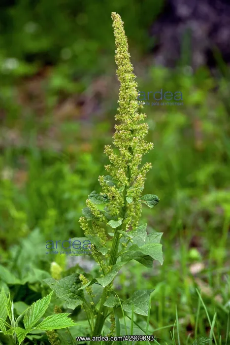 : Good-king-henry - in flower - Edible leaves : Good-king-henry - in flower - Edible leaves