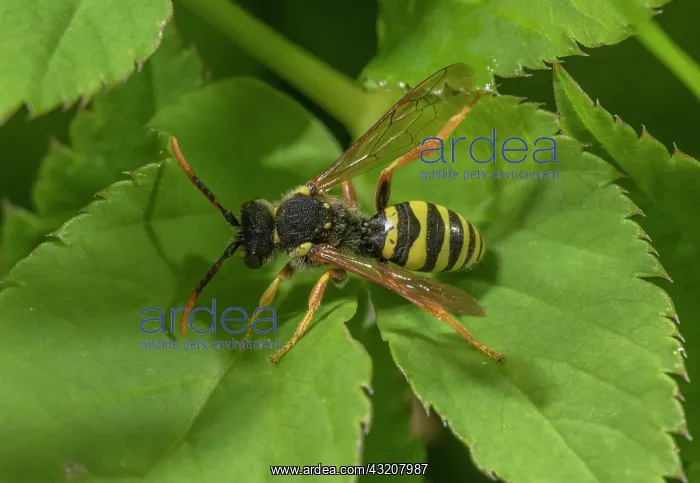 : Gooden's Nomad Bee, Nomada goodeniana, on leaf - : Gooden's Nomad Bee, Nomada goodeniana, on leaf -