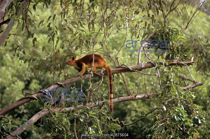 : Goodfellow's Tree Kangaroo : Goodfellow's Tree Kangaroo