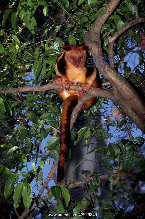 : Goodfellow's Tree-kangaroo : Goodfellow's Tree-kangaroo