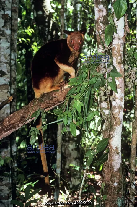 : Goodfellow's Tree Kangaroo - in branches : Goodfellow's Tree Kangaroo - in branches