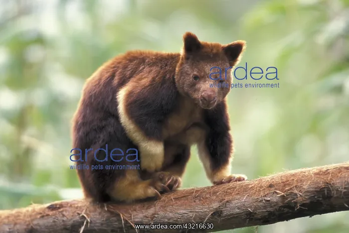 : Goodfellow's Tree-Kangaroo (Dendrolagus goodfellowi : Goodfellow's Tree-Kangaroo (Dendrolagus goodfellowi