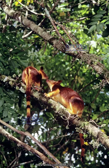 : Goodfellow's Tree-Kangaroo - female and joey : Goodfellow's Tree-Kangaroo - female and joey