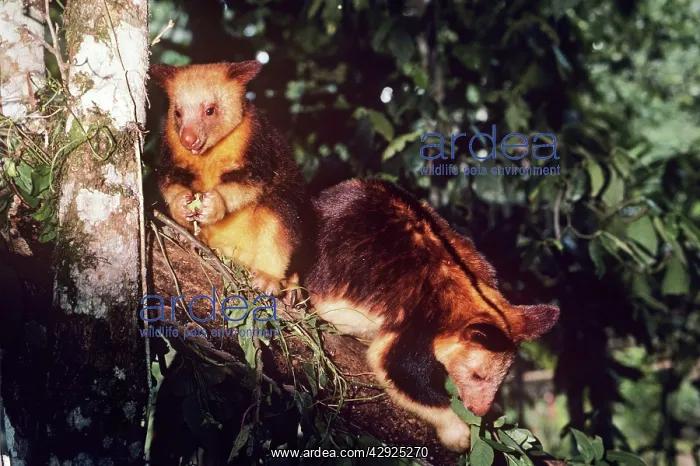 : Goodfellow's Tree Kangaroo - pair feeding in branches : Goodfellow's Tree Kangaroo - pair feeding in branches