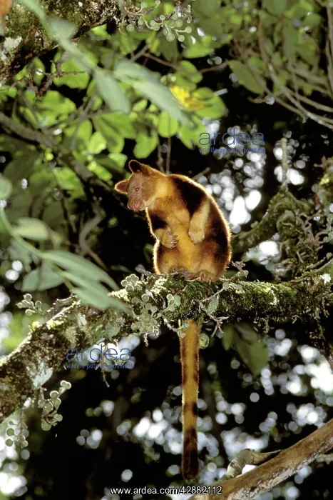 : Goodfellow's tree-kangaroo - In tree : Goodfellow's tree-kangaroo - In tree