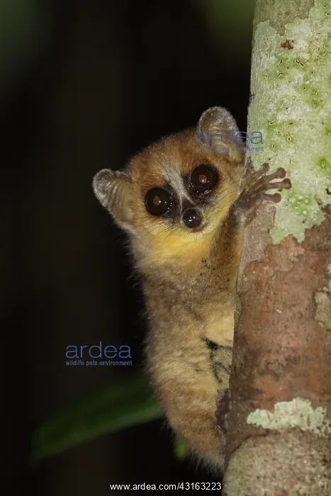: Goodman's Mouse Lemur (Microcebus lehilahytsara) clinging on : Goodman's Mouse Lemur (Microcebus lehilahytsara) clinging on