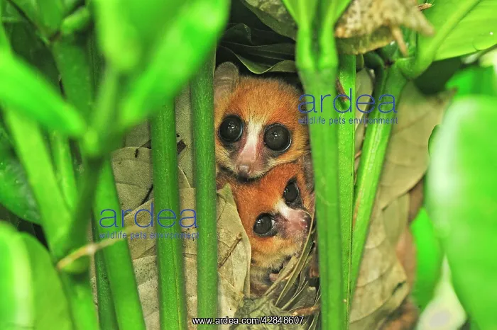 : Goodman's Mouse Lemur in the nest - : Goodman's Mouse Lemur in the nest -