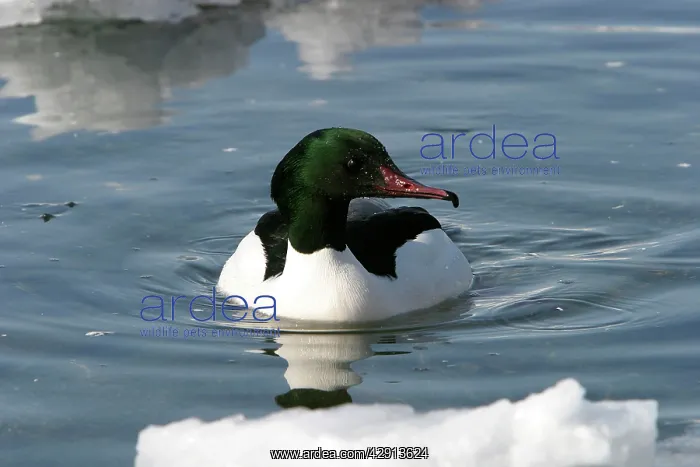 : Goosander (Mergus merganser). Hokkaido, Japan : Goosander (Mergus merganser). Hokkaido, Japan
