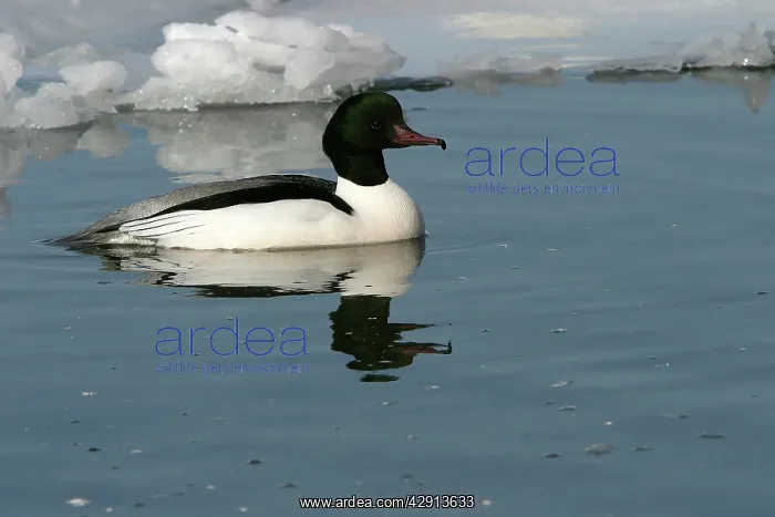 : Goosander. (Mergus merganser). Hokkaido, Japan : Goosander. (Mergus merganser). Hokkaido, Japan