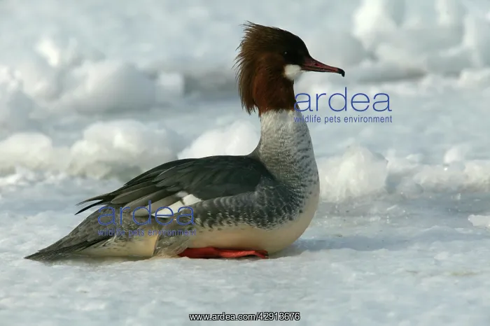 : Goosander (Mergus merganser). Hokkaido, Japan : Goosander (Mergus merganser). Hokkaido, Japan