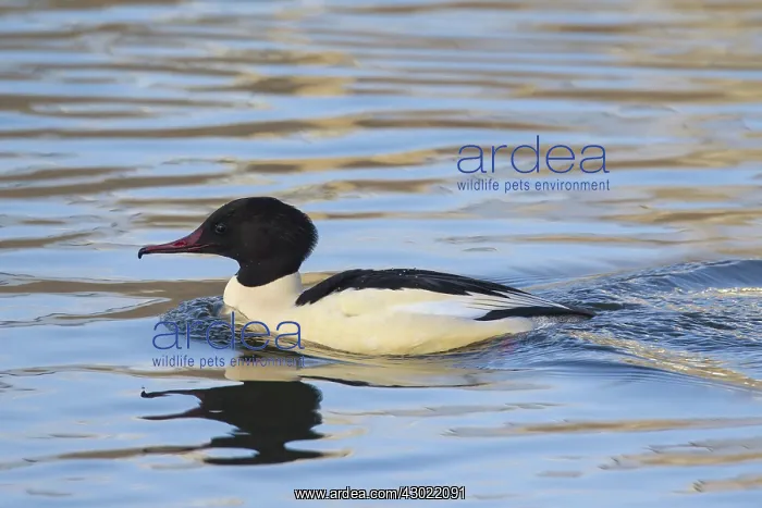  : Goosander adult male