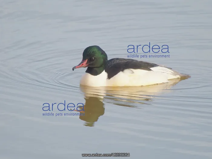 : Goosander drake Mergus merganser Abberton Resevoir : Goosander drake Mergus merganser Abberton Resevoir