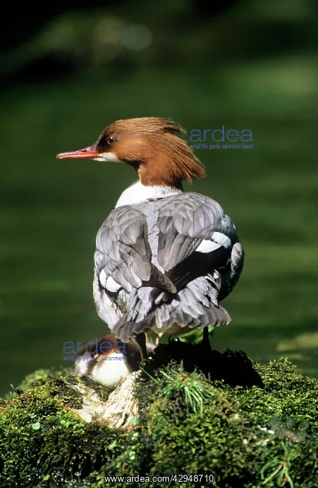 : GOOSANDER DUCK - Female : GOOSANDER DUCK - Female